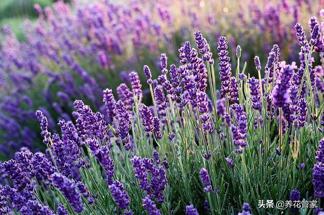 象征爱情的花卉绿植，象征爱情的花草树木（盘点十大花语最浪漫的花卉）