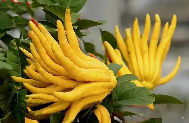 佛手果多少钱一斤，佛手多少钱一斤（年收入几十万不是梦）