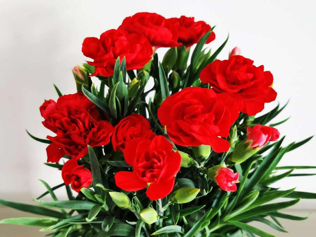 十二生肖配对什么花，十二生肖的花配（新年有新的福气花）