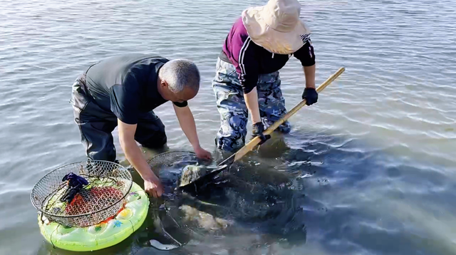 花甲是淡水还是海水，花蛤属于寒性食物吗（碰到这肉别手软）