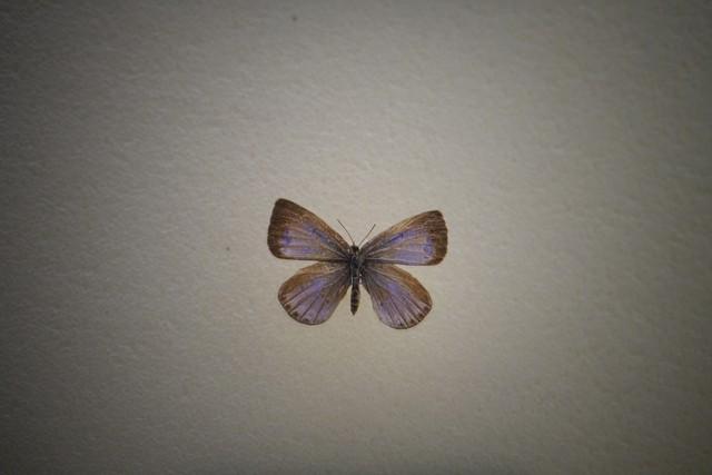 做什么梦说明爱情要来了，什么梦预示真爱到了（爱情魅力追求梦）