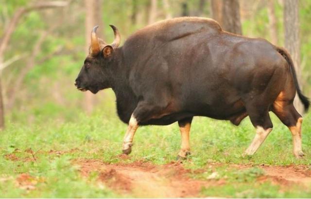 世界上最大的野牛有多重，云南发现8头野牛