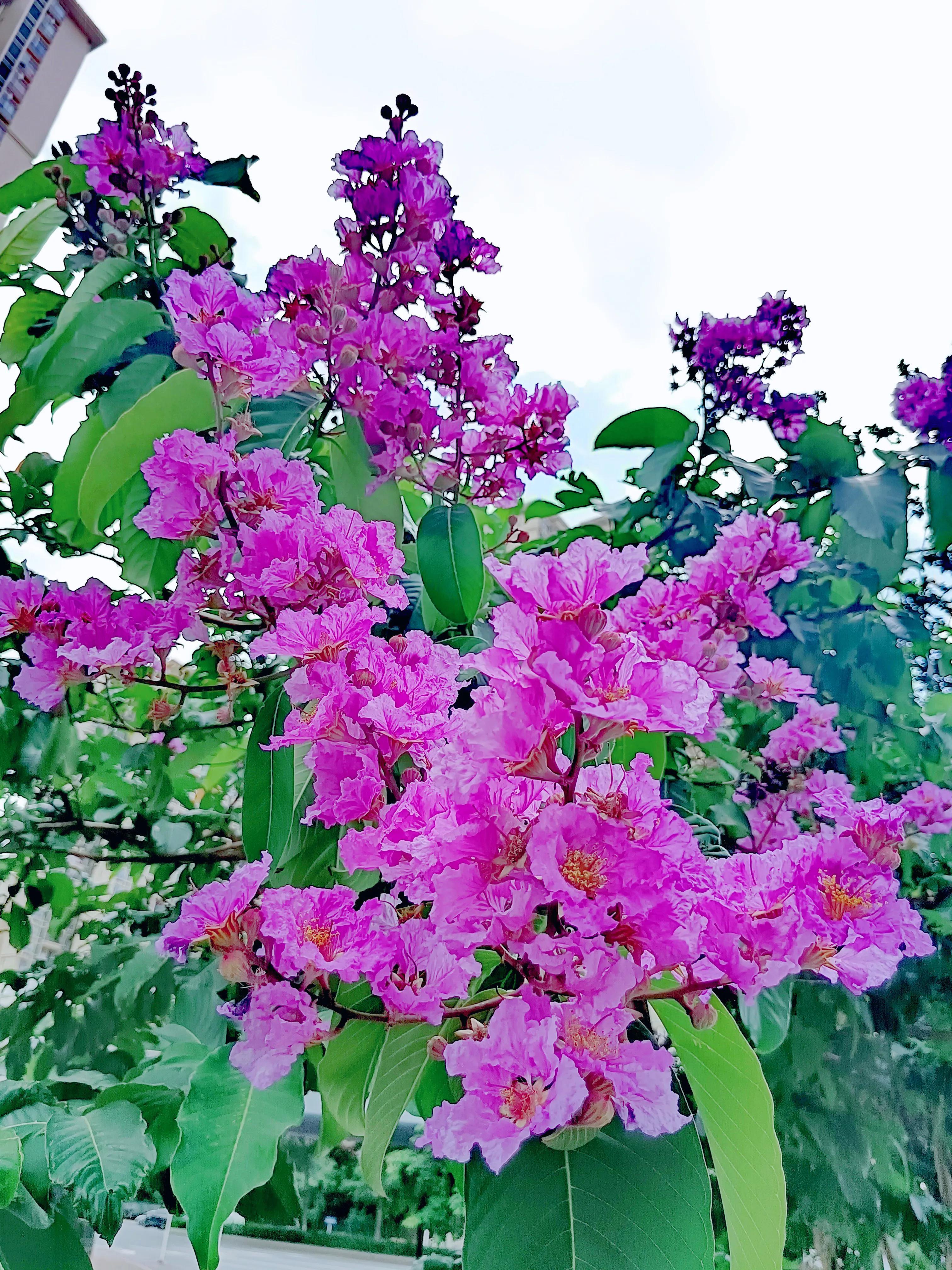 "后来人们为了纪念她,就把这朵紫色小花称为紫薇花