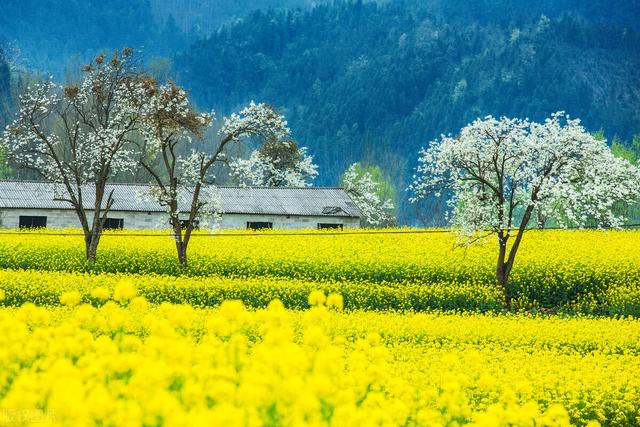 罗平旅游景点大全，曲靖罗平旅游景点大全（中国最美四季游之春季：罗平）