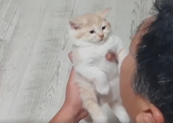 家里养猫对人的身体有什么危害，屋里养猫对人巨大的坏处是什么（养猫有这6种坏处，你能接受吗）