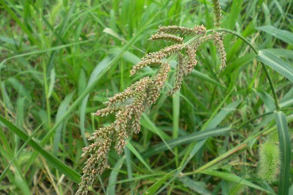 稗子是什么植物，稗子俗名是什么（农民最讨厌的稻田杂草）