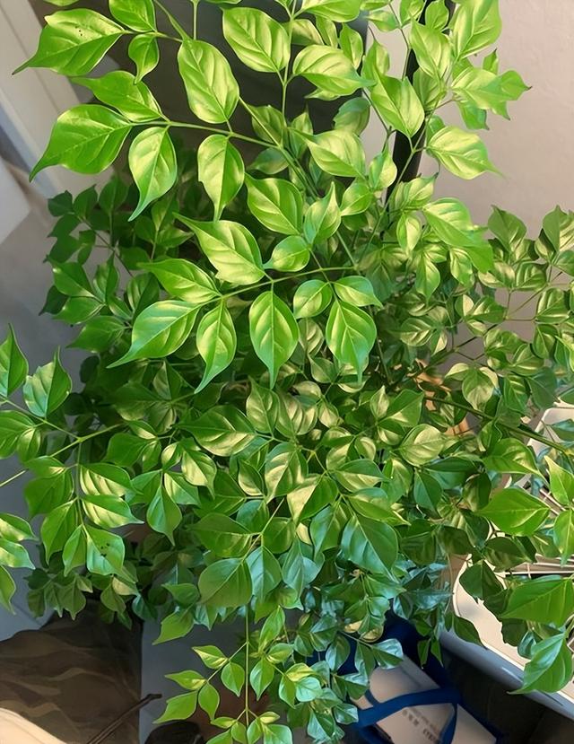 花的叶子发黄是怎么回事，茉莉花的叶子发黄是怎么回事（植物黄叶有七个原因）