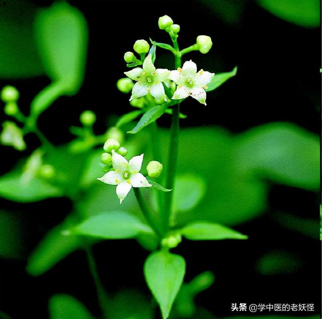 红茜草的功效与作用，妇科调经要药——茜草