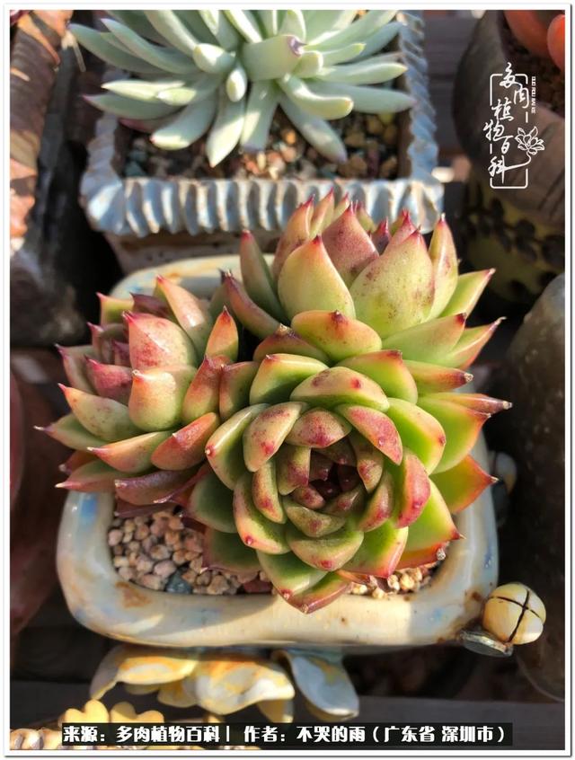 彩虹糖的梦 金娃娃，娃娃音适合唱哪些歌（愿2022心中有盼）