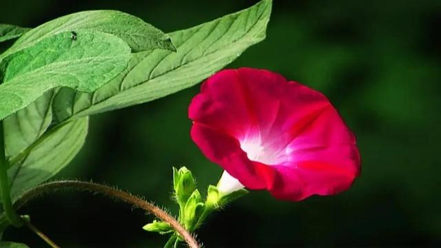 花为什么是五颜六色的呢，花为什么是五颜六色的呢（花为什么会有不同种颜色）