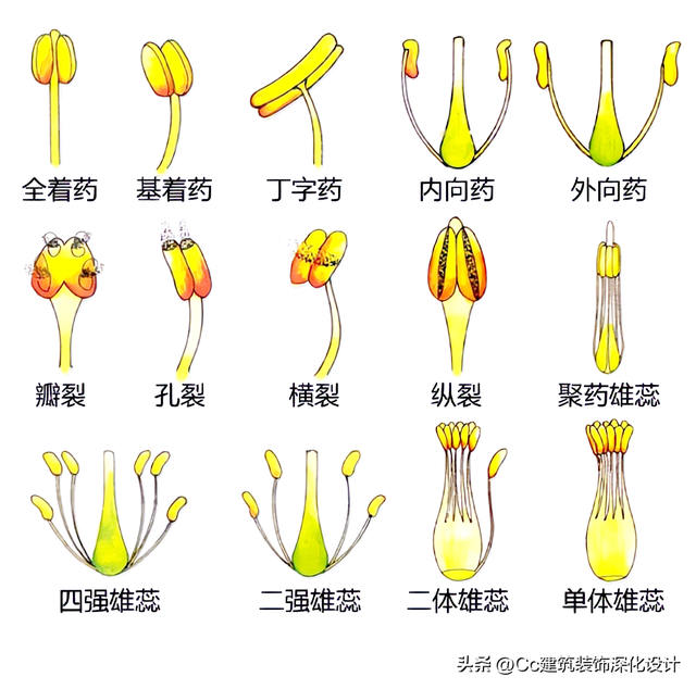 平行脉的主要分类，平行脉的叶子有哪些（超全植物形态图解——珍藏版）