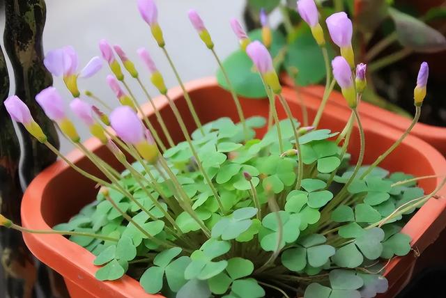 代表春天的花是什么花，代表春天的花是什么花名（冬天春天都开花）