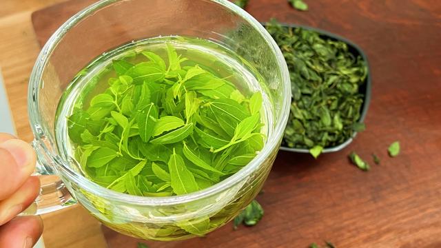 酸枣芽怎样制成茶叶，怎样自制酸枣叶茶（遇到这叶子别手软）