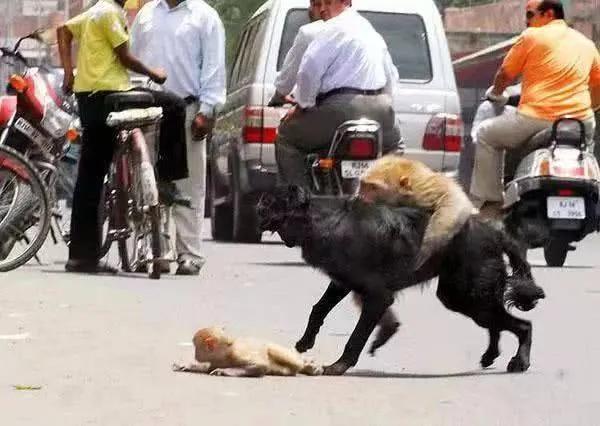 关于母爱的故事，关于母爱的文章（母爱最伟大——老牛索水的故事）