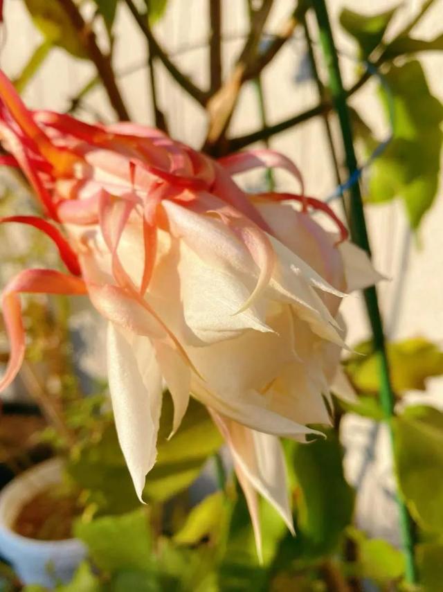 灵魂相似的人一旦相逢，灵魂相似的人一旦相逢是知心朋友（总有一天会在路上相逢）