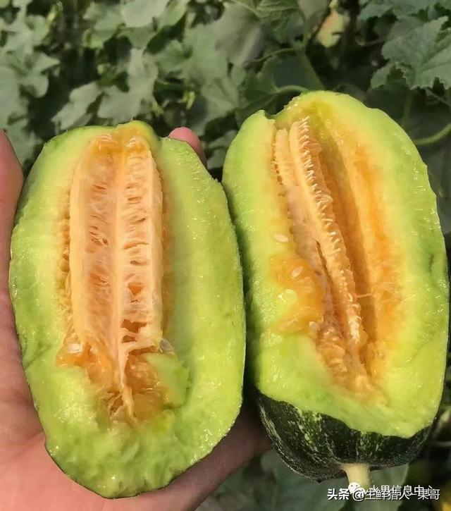 绿色的哈密瓜叫什么，绿色的哈密瓜叫什么名字（哈密瓜、蜜瓜、网纹瓜、香瓜、羊角蜜傻傻分不清）
