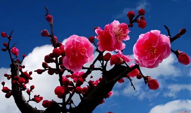 梅花象征什么，梅花象征什么青松象征什么雪花象征什么（中国十大名花排行榜）