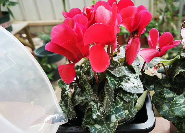 仙客来的花语是什么，仙客来花名的由来（如何养好仙客来盆栽）