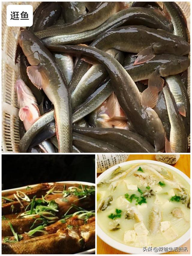 40种“好吃不贵”的野生海鱼（上），附：价格和吃法，请收藏