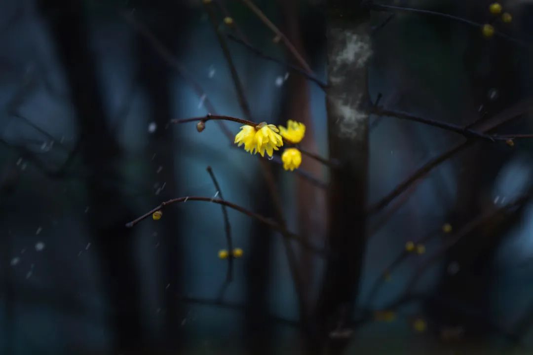 亦的读音是什么，亦字的拼音怎样读（写下最治愈的《临江仙》）