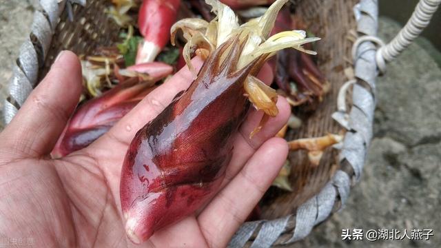 农村100种野菜图片，野菜的种类（常见的野菜图片与名字）