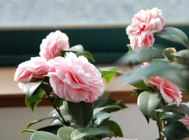 比香水还好闻的5种花，这4种香香花