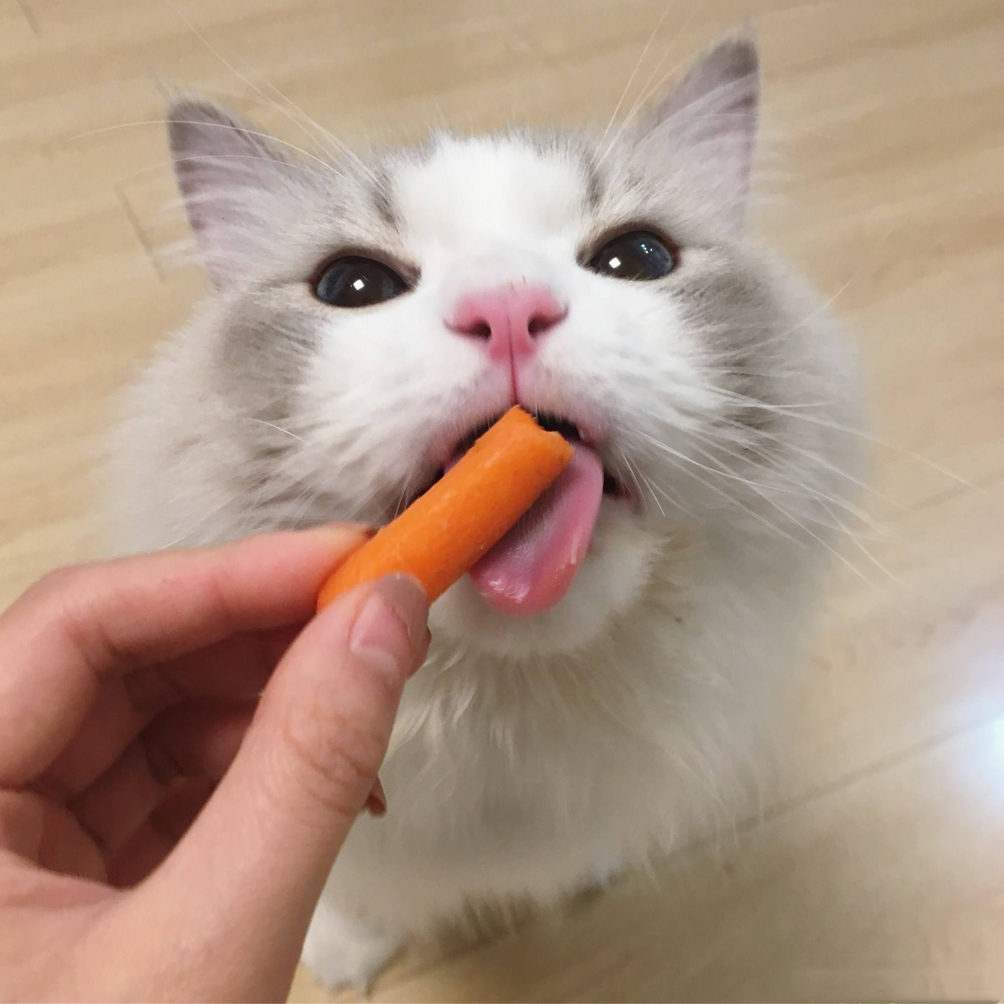 猫咪能吃的30种"人类食物",只要喂对了,对猫有益处-质信十强榜