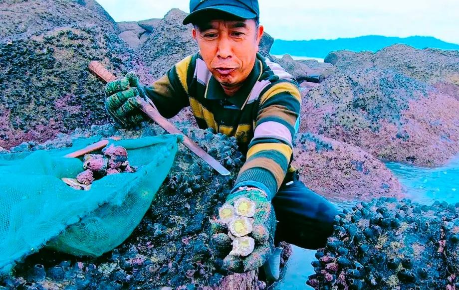 藤壶对人类活动的影响