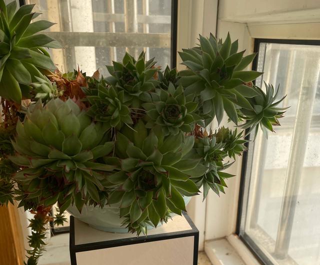 观音莲怎么繁殖，观音莲的繁殖养护（早春养观音莲）