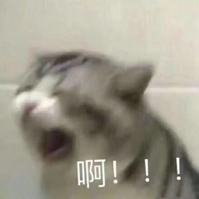 timi是什么意思，timi中是什么意思（“养了一只患有听力障碍的小猫咪）