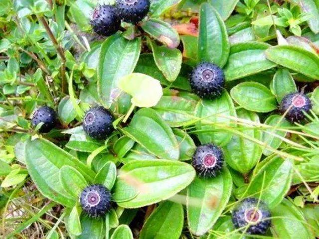 25种农村野果,几乎没有人全吃过,您吃过几种?