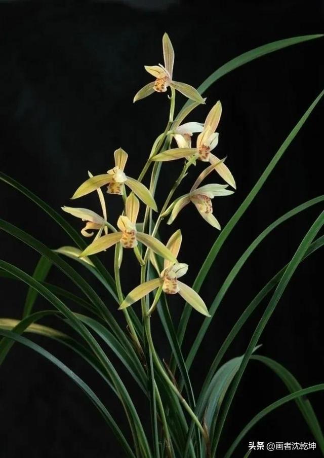 十大最贵最美兰花，绝美兰花50幅