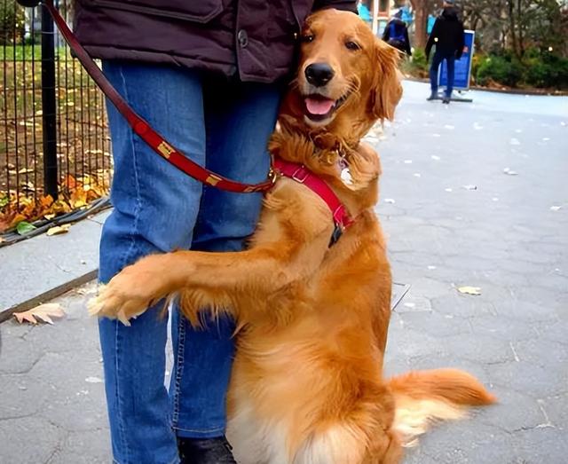 拉布拉多幼犬价格多少钱一只，纯种拉布拉多幼犬价格多少钱一只（盘点几种“妈宝狗”）