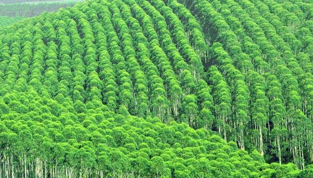 生长最快的桉树苗是哪个品种，速生桉一亩可种多少棵（又将迎来种植速生桉的新一轮热潮）