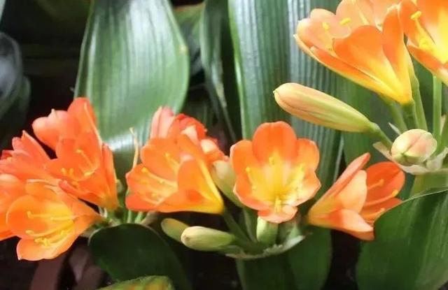 啤酒的用处，啤酒是怎么酿造出来的（啤酒妙用攻略在此，快快收藏）