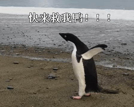 令人哭笑不得的南极企鹅，小企鹅迷路竟从南极游3000公里到新西兰