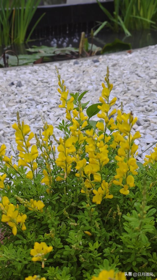 深圳市仙湖植物园，深圳仙湖植物园适合夏天逛吗（深圳仙湖植物园现场实拍图来了）