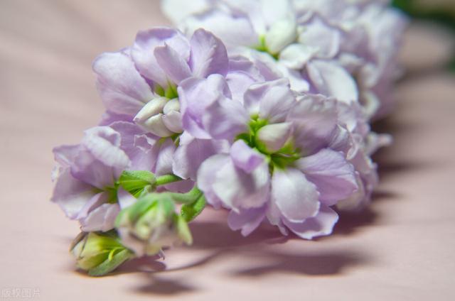 66朵玫瑰花代表什么意思，66朵玫瑰代表什么意思（三八女神节送花攻略）