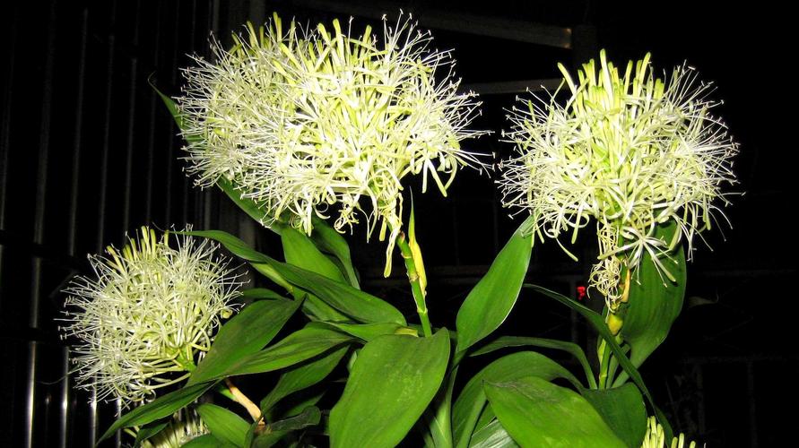 老人须开花是什么样子(6种大绿植,开花就是"好兆头",看看你家有没有)
