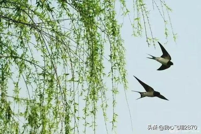 等待绽放作文高三700字 等待绽放的优秀作文，等待绽放作文高三700字（漫画作文：静待花开）