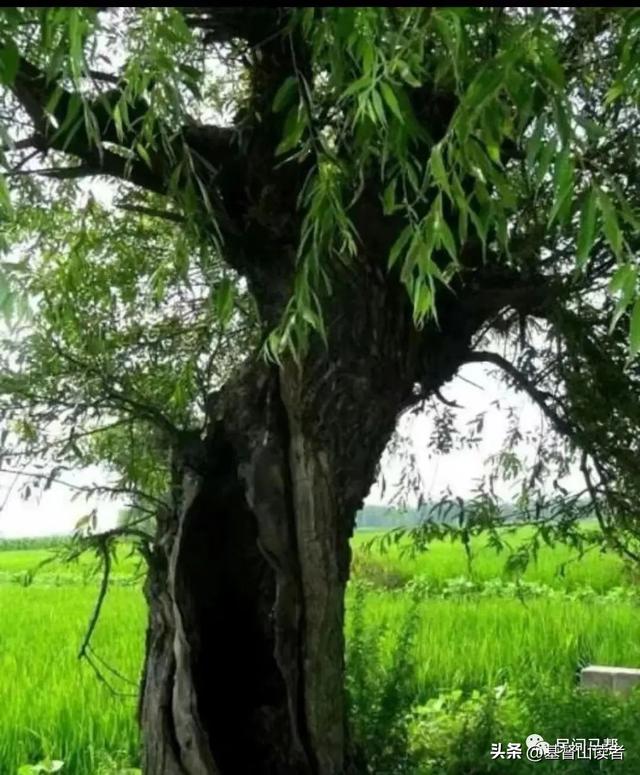 家乡情怀经典句子，家乡的感慨情怀句子（家乡柳情怀）