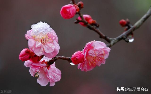 菊花残满地伤下一句是什么，菊花残满地伤的下一句是什么（赞美花中四君子的十二首诗词）