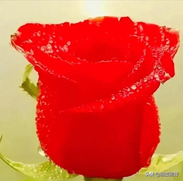 四字词语鲜艳夺目如何怎么样造句子，形容色彩鲜艳绚丽的四字词语（美丽动人的花花）