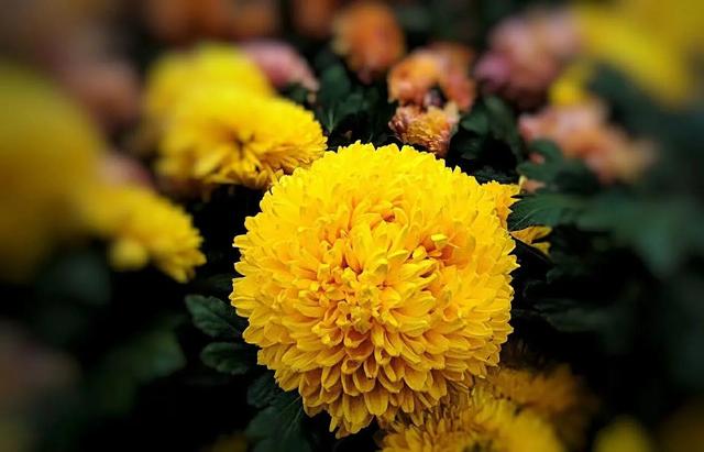 重阳节和菊花有什么关系，重阳节菊花代表什么意思（重阳节与菊花）