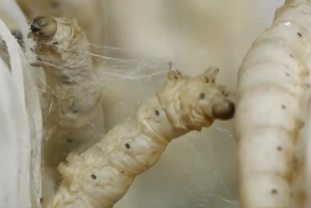 蚕茧价格多少一斤2020，蚕茧价格（他靠养蚕致富，年收入将近千万）