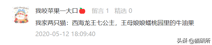 男猫咪高贵洋气的名字(有创意的公猫咪名字大全)