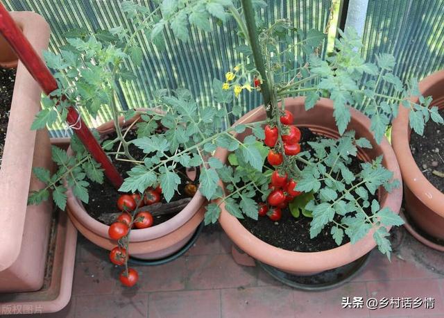 阳台上种花种菜非常实用，阳台、泡沫箱、花盆最适合种植这些蔬菜