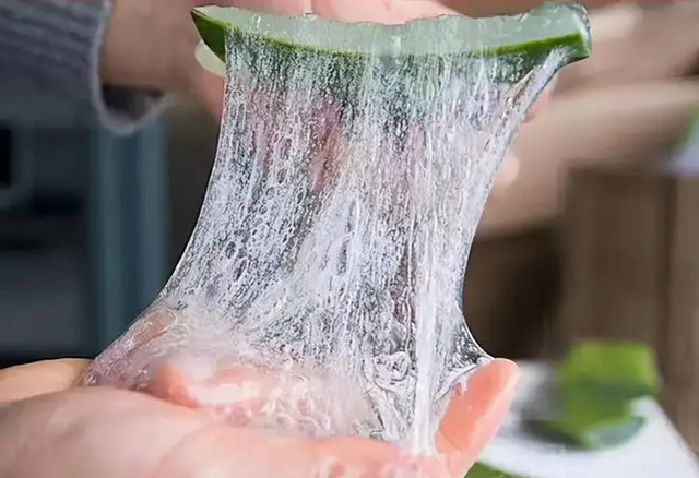 芦荟灌肤的好处和坏处，做芦荟灌肤的坏处（芦荟就是“小药箱”）