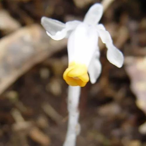 水晶兰的花语是什么，水晶兰是吉祥花吗（幽灵之花一一水晶兰）