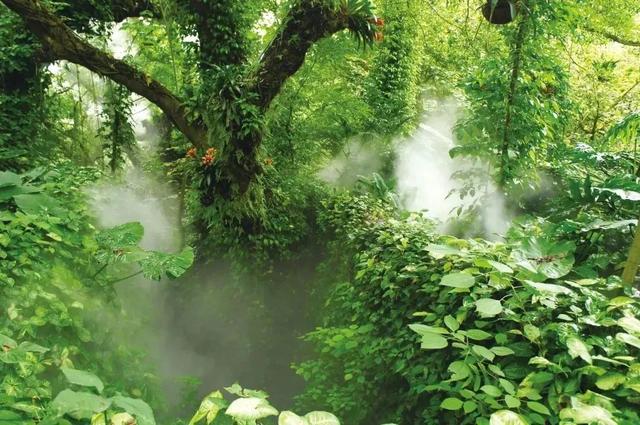 神奇植物在福建，四大植物园游玩攻略